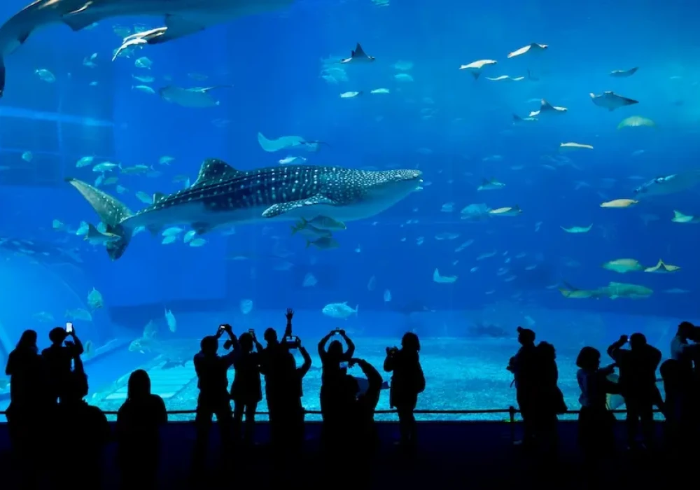 Fish and shark swimming through aquarium. Silhouette of people standing in front of the aquarium, looking at the fish. Represents users of VeryConnect's aquarium membership software.